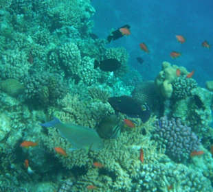 Hausriff Arabia Azur