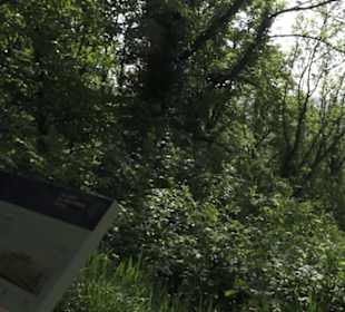 Burgruine Hohenstaufen