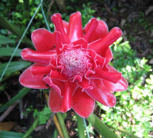 Eine schöne Blüte auf der Orchideenfarm.