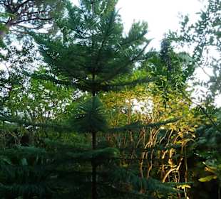 Im Giardini La Mortella