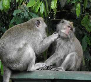 Wenn sich Affen entläusen