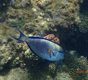 Schnorcheln Hurghada