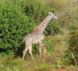 small giraffe