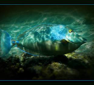 Kurznasendoktorfisch