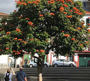 Inselrundfahrt Madeira
