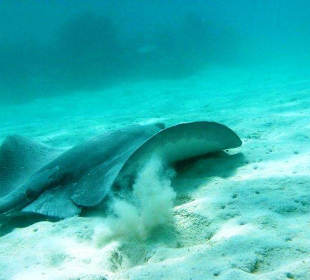 Manta Rochen in Sian Ka'an