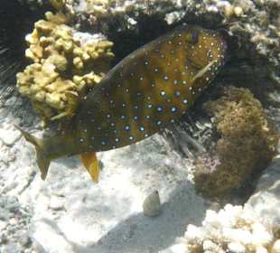 Gelber Kofferfisch