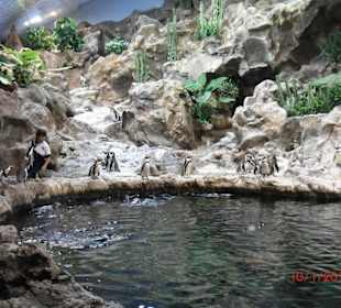 Loro Park ein muss, es lohnt sich