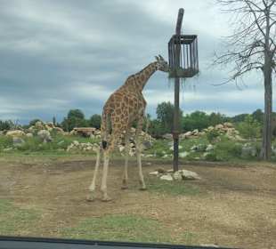 Giraffe im Safaripark 