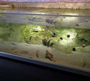 In den Becken des Aquariums von Banyuls