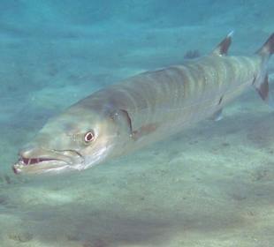 Großer Barrakuda 1,9m