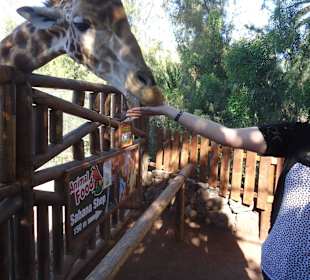 Giraffen füttern 