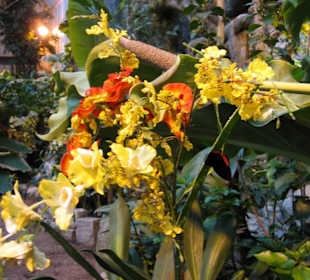 Schmetterlinghaus, Wien