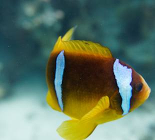 Clownsfisch