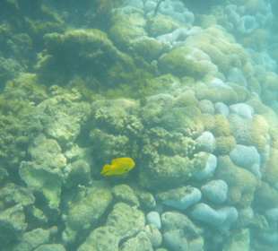 Schnorcheln Hurghada