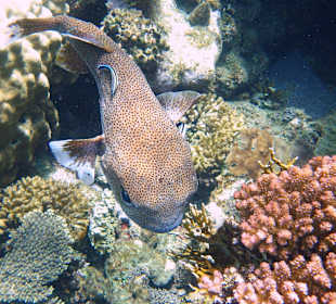 Gepunkteter Igelfisch