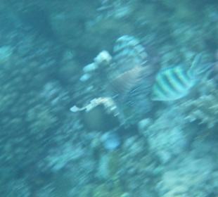 Schnorcheln Hurghada