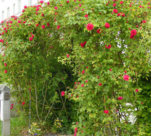 Prälatengarten