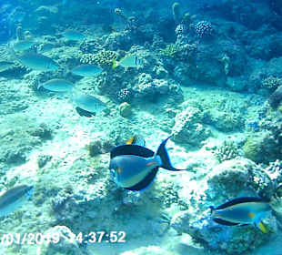 Schnorcheln Hurghada