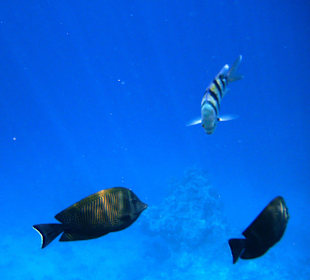 Hotel Sharm Resort