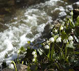 Bachlauf mit Schneeglöckchen