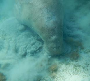 Dugong