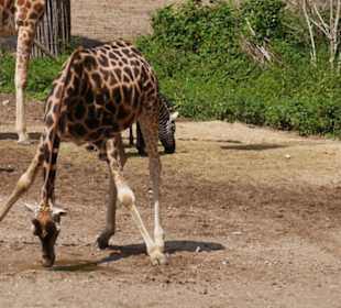 Giraffe