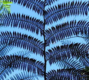 Riesenfarn vor blauem Himmel