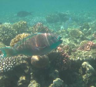 Hausriff Hotel Lahami Bay