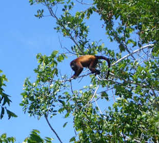 Brüllaffee im Orinoco Delta