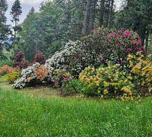 Rhododendron in voller Blüte