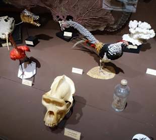 Exponate des Muséum d'histoire naturelle