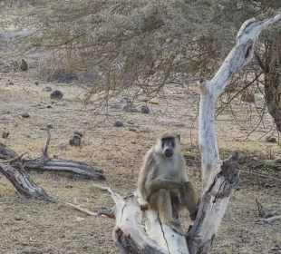 Geführte Touren Marco Polo Tours & Safaris Diani Beach