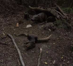 Dinosaurier Museum Altmühltal