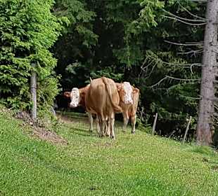 Wandern Wenigzell