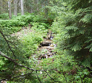 Giant Cedars Boardwalk