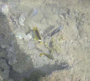 Steehend ohne Unterwasserkamera aufgenommen