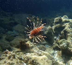 Feuerfisch am Hausriff