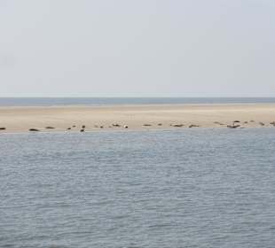 Seehunde auf der Seehundsbank vor Büsum