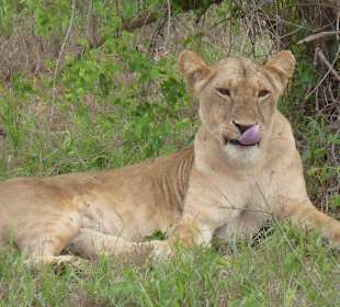 Kein Taschentuch zur Hand?