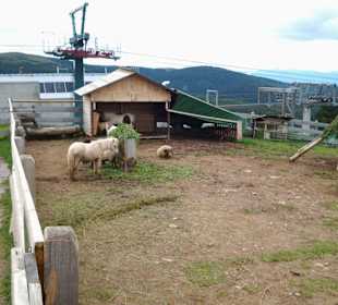 Streichelzoo auf Meran 2000