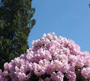 Осторов майнау