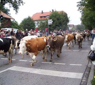 im "Schweinsgalopp"