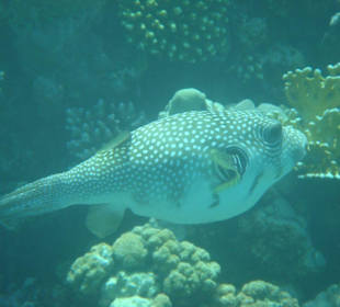 Blackspotted Pufferfish