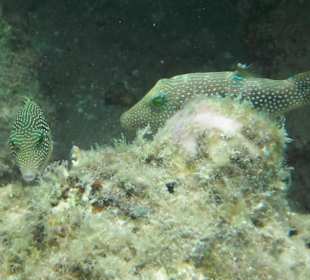 Hausriff Beach Albatros Resort