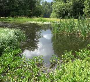 Wanderung Froschteich-Tour
