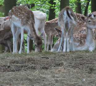 Wildgehege