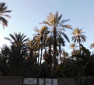 Palmenoase und Kutschfahrt