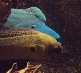 Ein ungleiches Pärchen