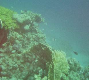 Hausriff des Fort Arabesque